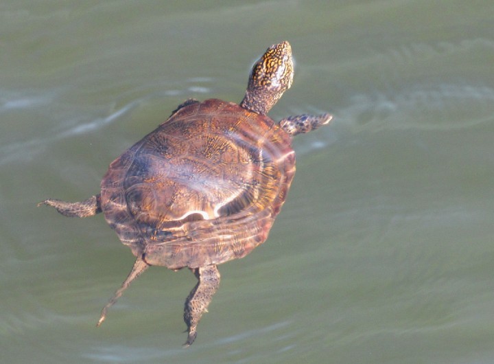 Western Pond Turtle